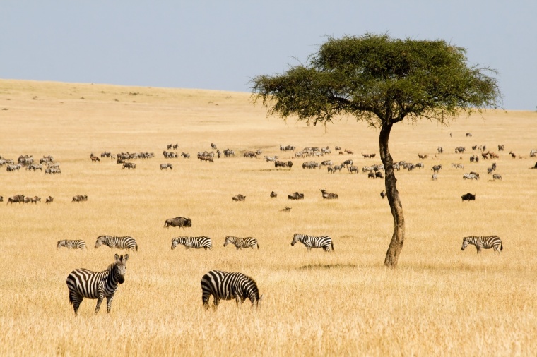 (c) erichon/Shutterstock