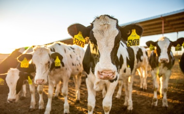 MSD Animal Health to Acquire Elanco’s Aqua Business