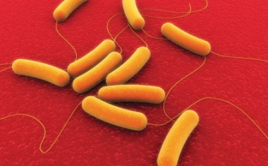 Culture-Independent Bacteria Identification
