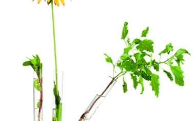 Bio-Based Chemicals