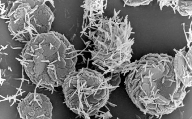 White Biotechnology as an Innovation Platform for the Chemical Industry