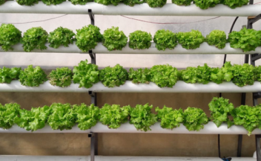 Ar-ena – Creating More Food with Less Water